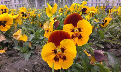 三叶堇比较能受得了现在北方的这种天气儿,虽然很多品种的花都受不了