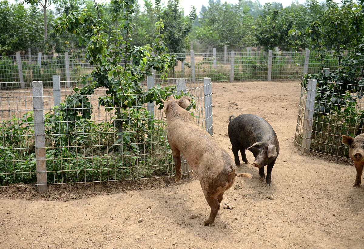 鼠和猪相配婚姻如何合得来吗02男鼠女猪的婚姻会长久吗