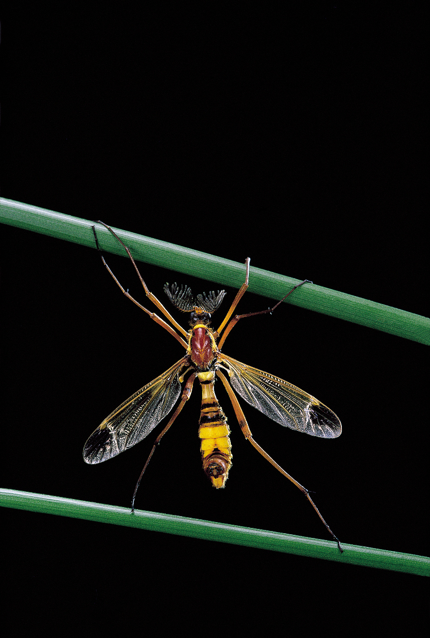 这蚊子是变异了吗?怎么这么大呢?  #动物趣图