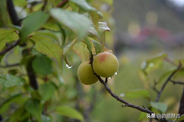 梅雨诗词精选二十五首 黄梅时节家家雨,青草池塘处处蛙