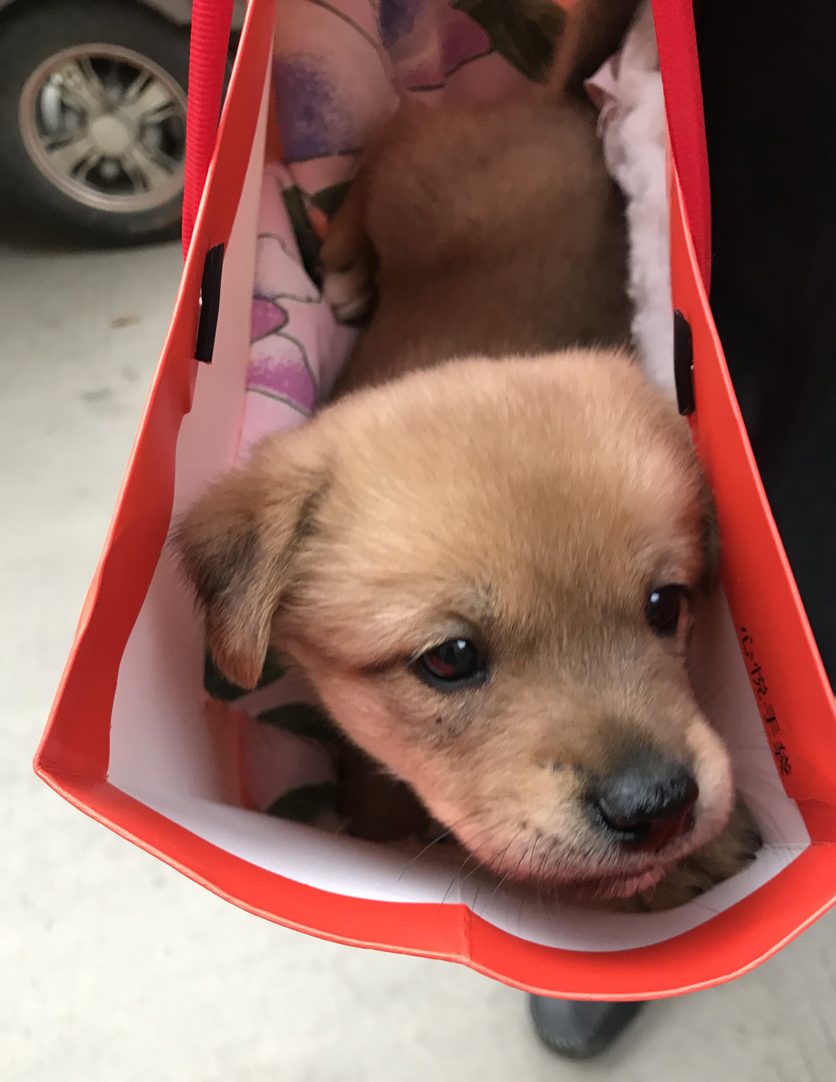 小黄是只流浪狗5之小狗崽儿们都有新家啦