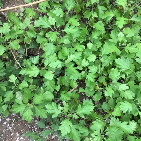 可以把白艾草苗摘下来和糯米做成艾草粑粑,有艾草的清香和微苦的味道