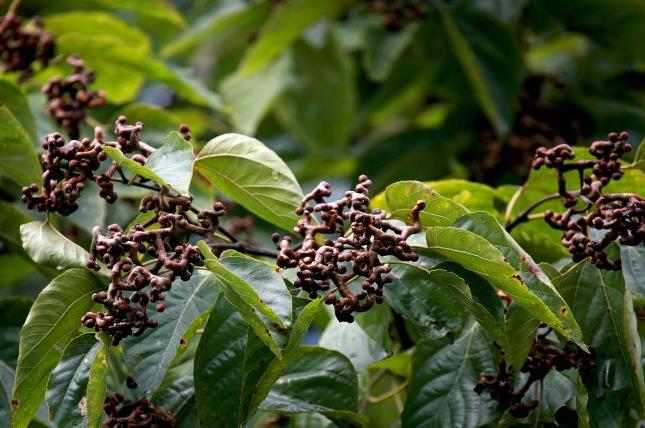 农村才有的"鸡爪果",60元一斤,以前不认识,现在却把它当宝