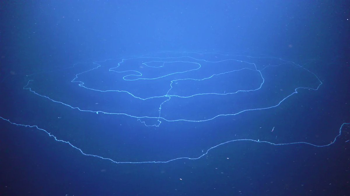 澳洲发现的巨型管水母