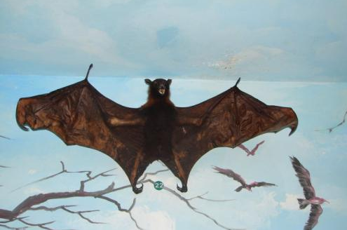 盘点5种神秘诡异的不明生物,第3种曾在我国先后两次被捕获