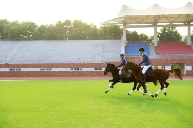 提起武漢商學院, 國際馬術學院是一個不得不提的學院,馬術專業已經成