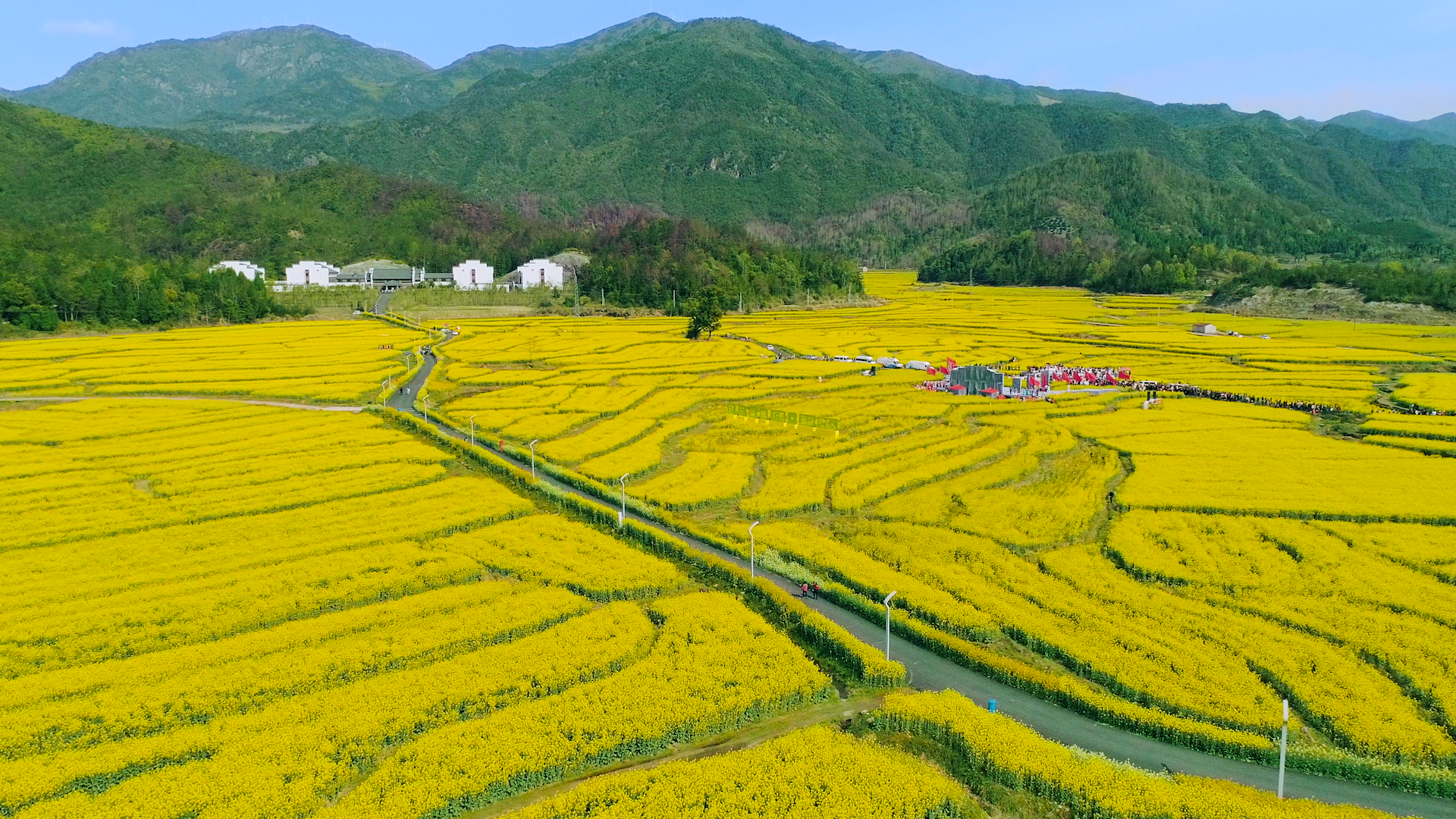 仙居下各镇油菜花图片