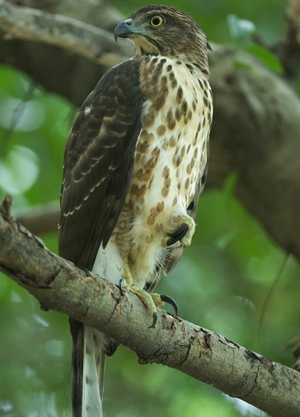 凤头苍鹰知识免费科普,看一看你了解多少?