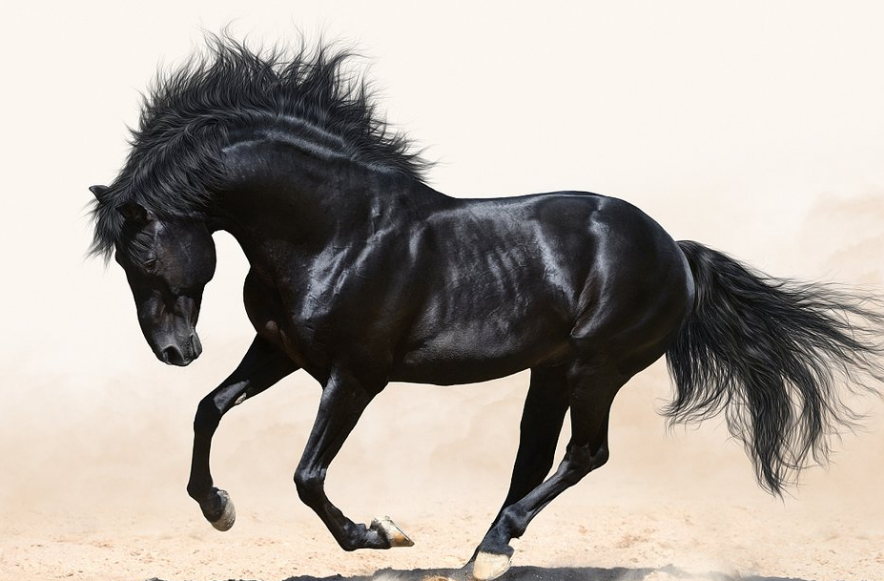 马的祖先,始祖马最早生活在北美的森林里,以嫩叶为食