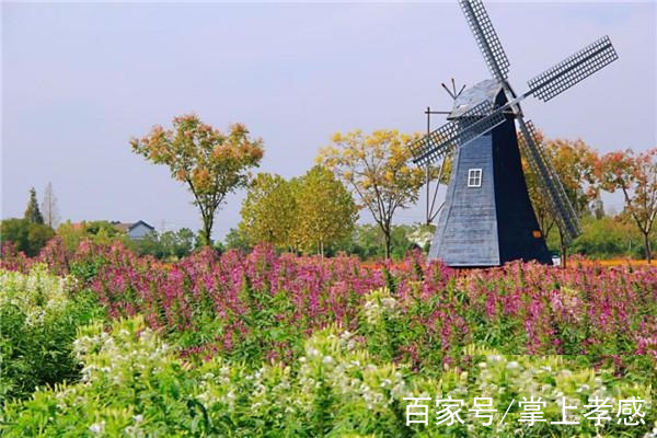 孝感金卉莊園2019金秋最佳賞花期介紹