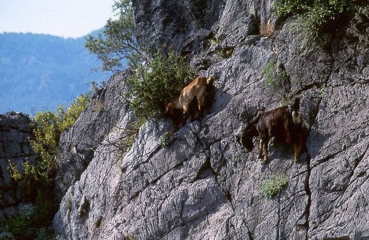 独一无二的蜘蛛羊
