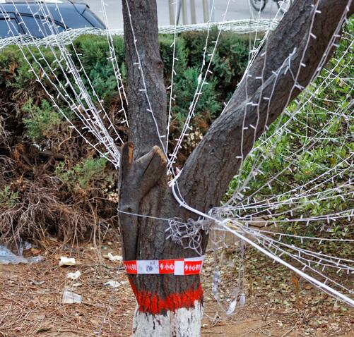 城市街头绿化树被五花大绑地缠满灯带会不会让树"失眠"?