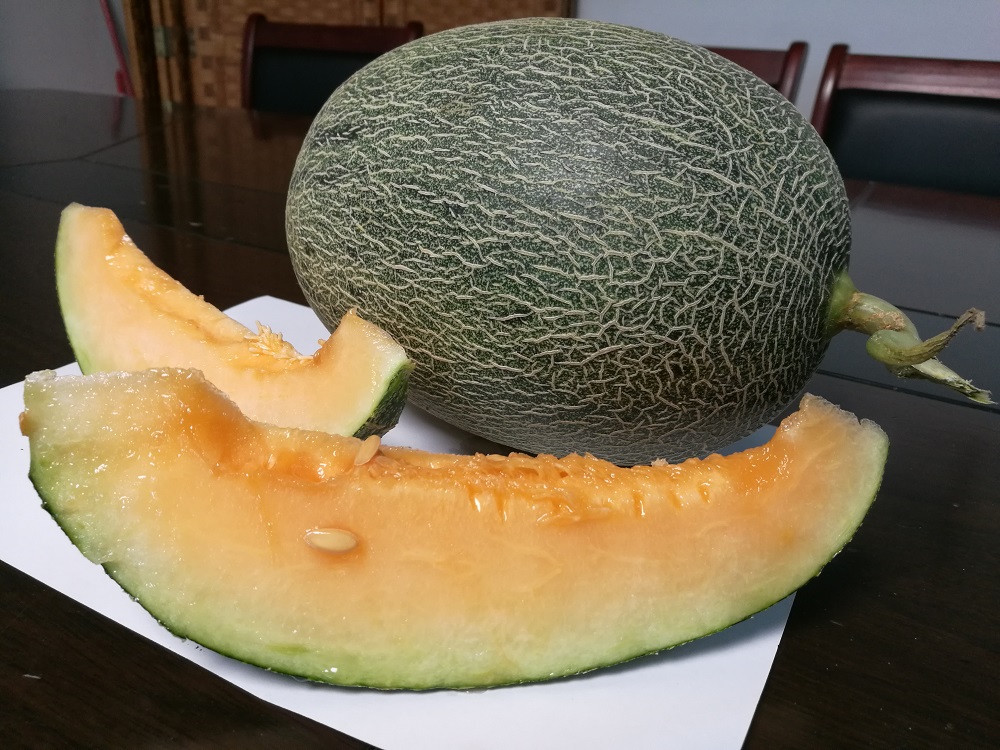 天蜜瓜园   天蜜瓜呈椭圆形,单个3到6斤,外表绿色,熟瓜浅灰色,网纹较