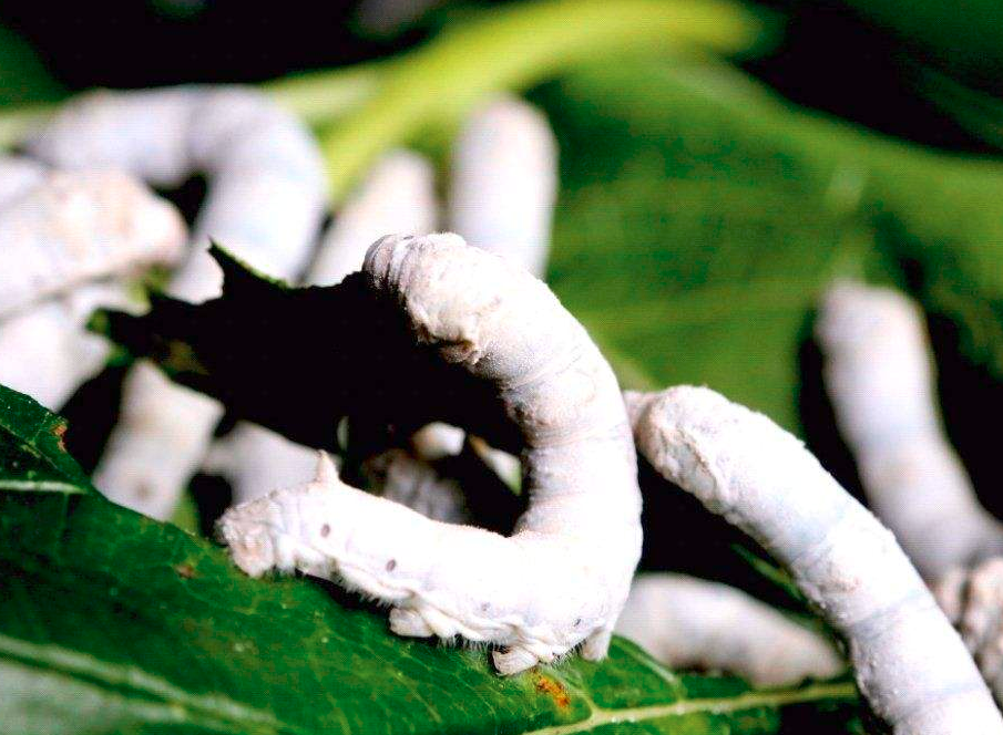 在养殖桑蚕前如何做好消毒的措施,需要掌握哪些技巧?