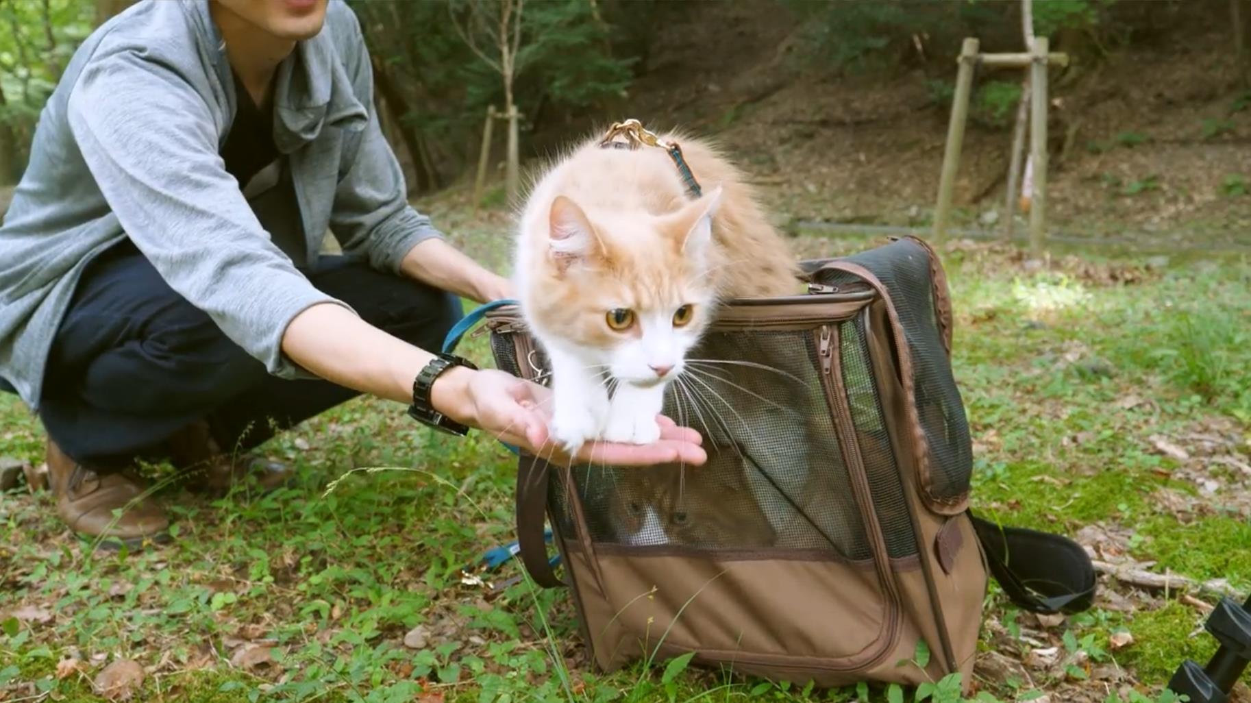 超治愈!国外一小哥带着猫咪去散步,好淡定的喵主子!