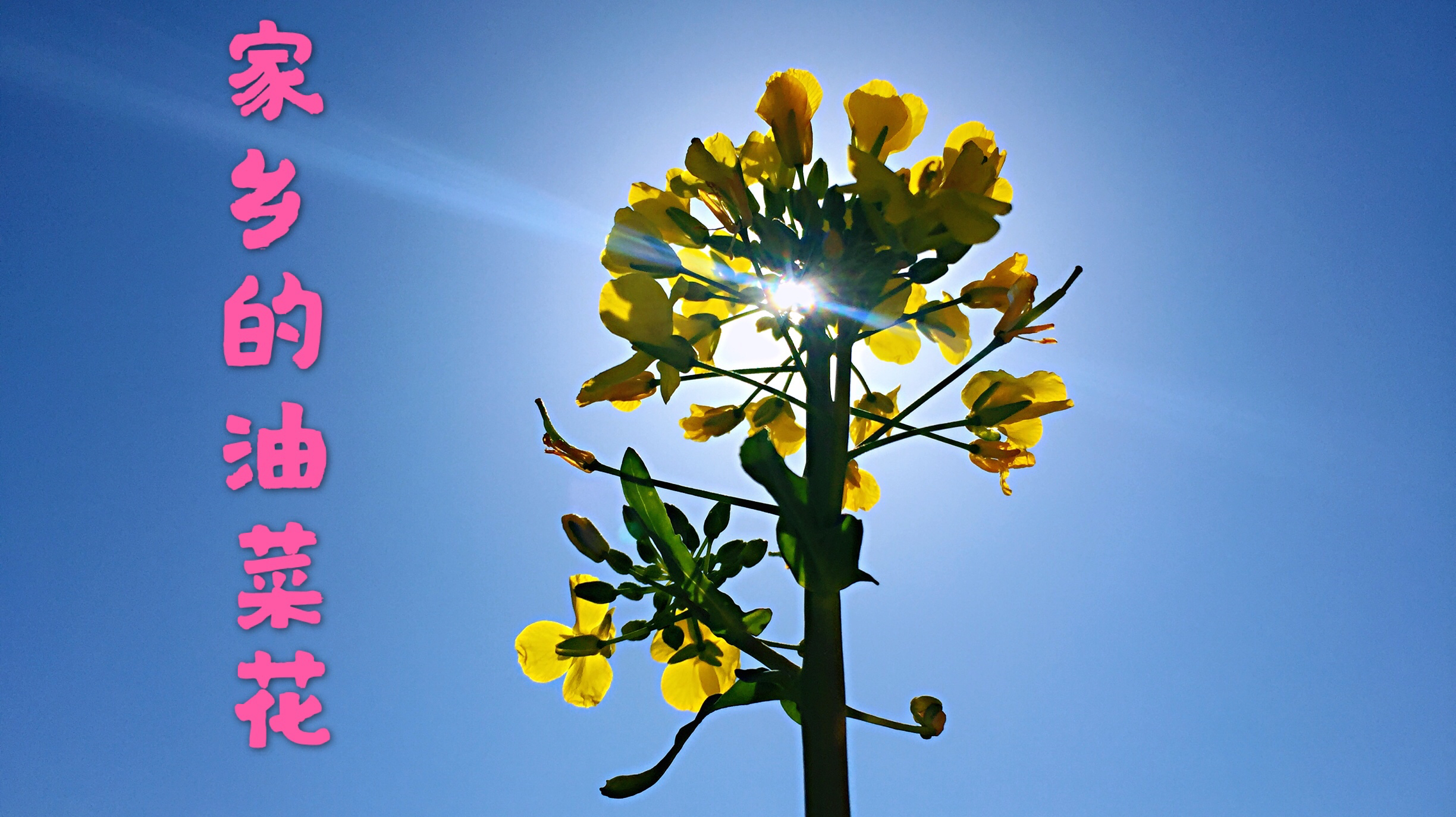 家乡的油菜花招展,引来蜜蜂来采蜜,为谁辛苦为谁甜