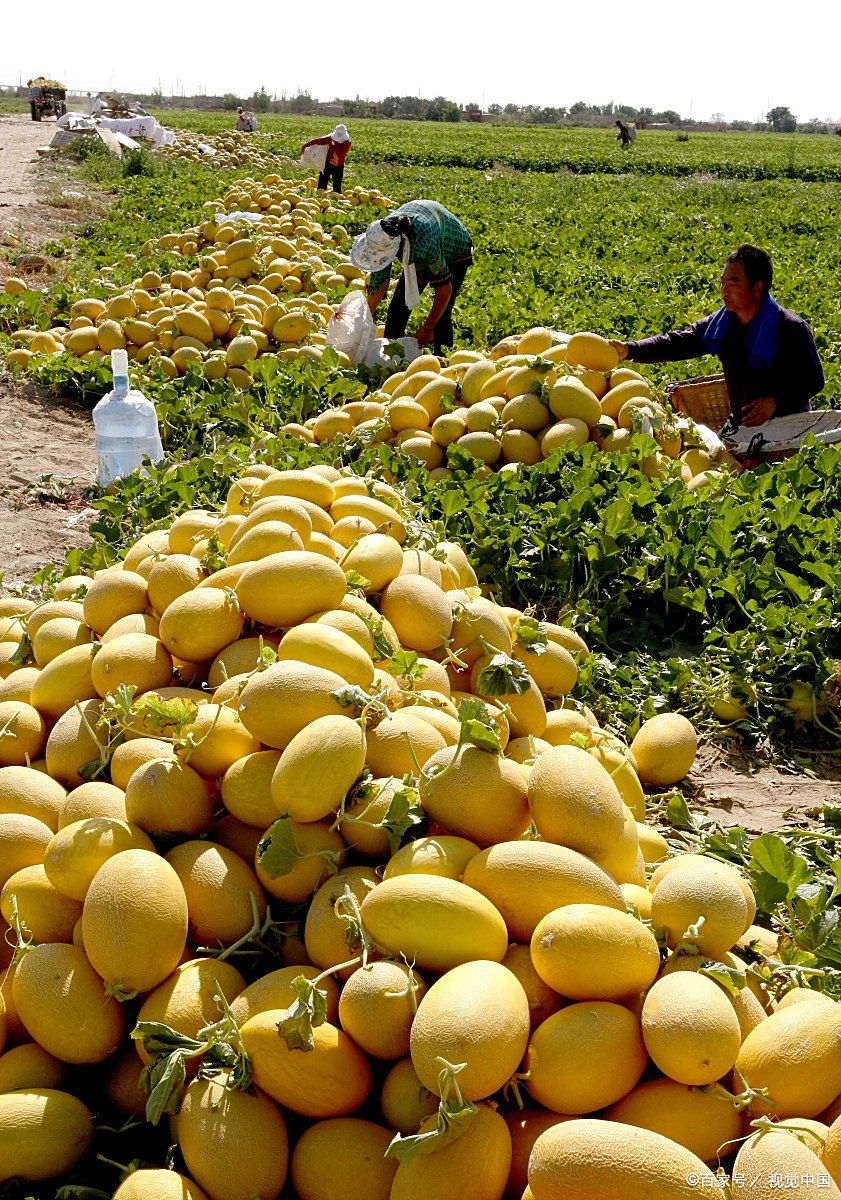 沙漠蜜瓜为什么那么甜?