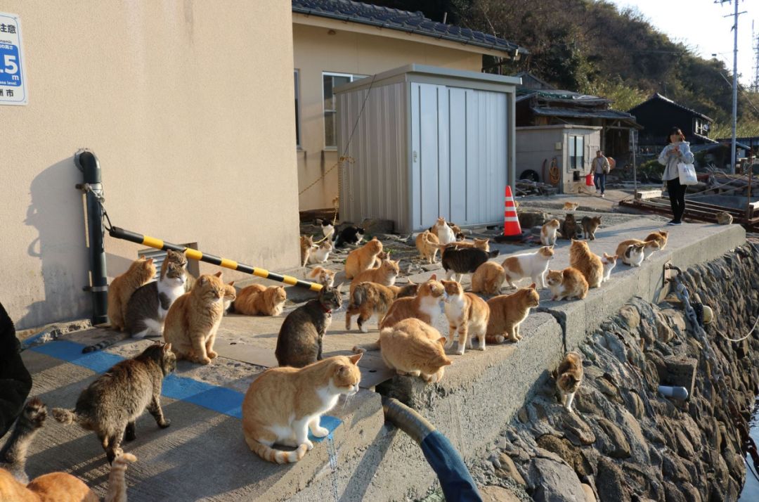 网友去猫岛旅游,没想到遇上了猫咪堵路,这是什么神仙道路啊?