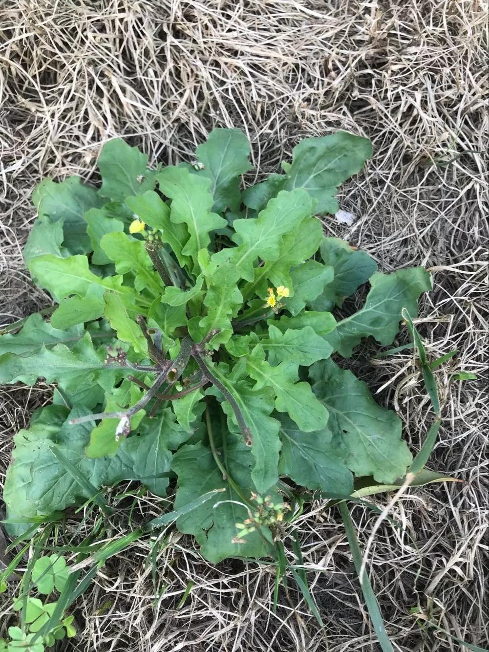 它被称为还阳草,肾炎乳腺炎,带状疱疹都治