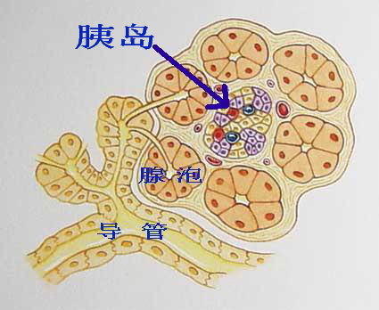 胰岛细胞结构图图片