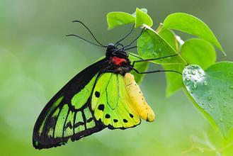 自然界中的"巨型"蝴蝶——亚历山大鸟翼凤蝶