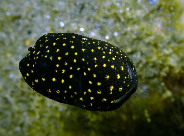 水摄之海鱼(100):鲀(10)-白点叉鼻鲀幼鱼(安汶)