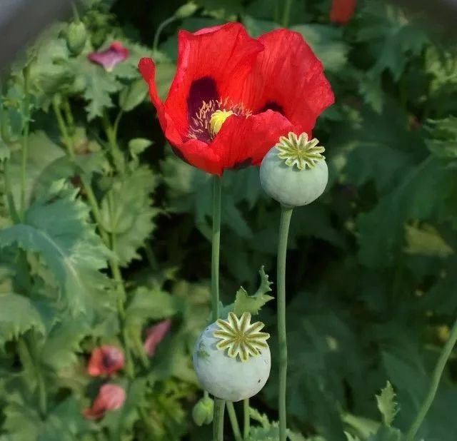 鸦片开花图片