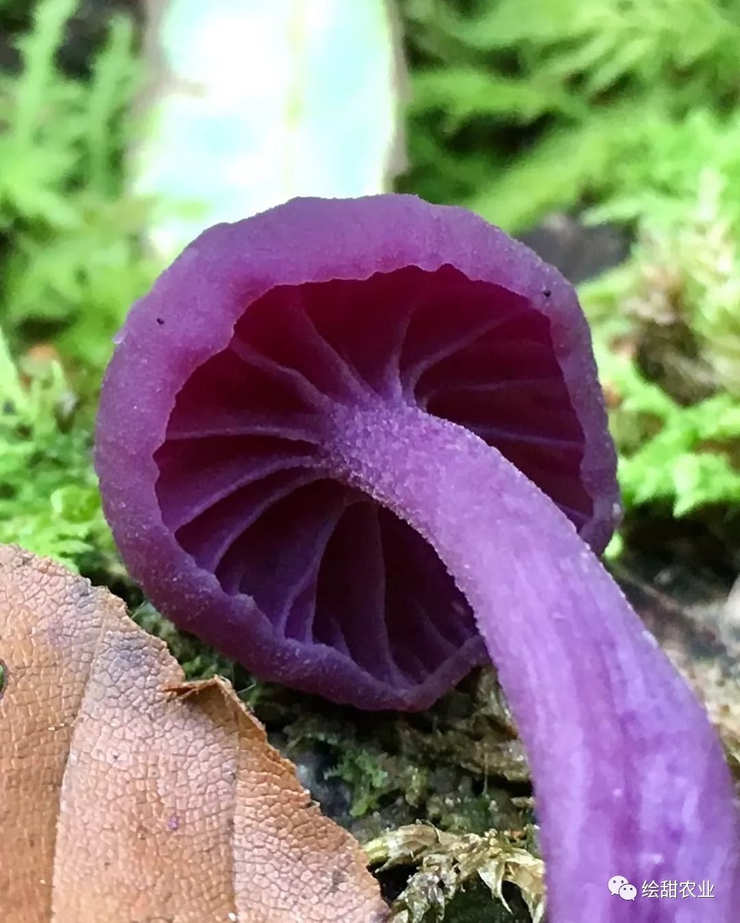 「科普图集」和宝宝一起看看森林里的菌仙子吧