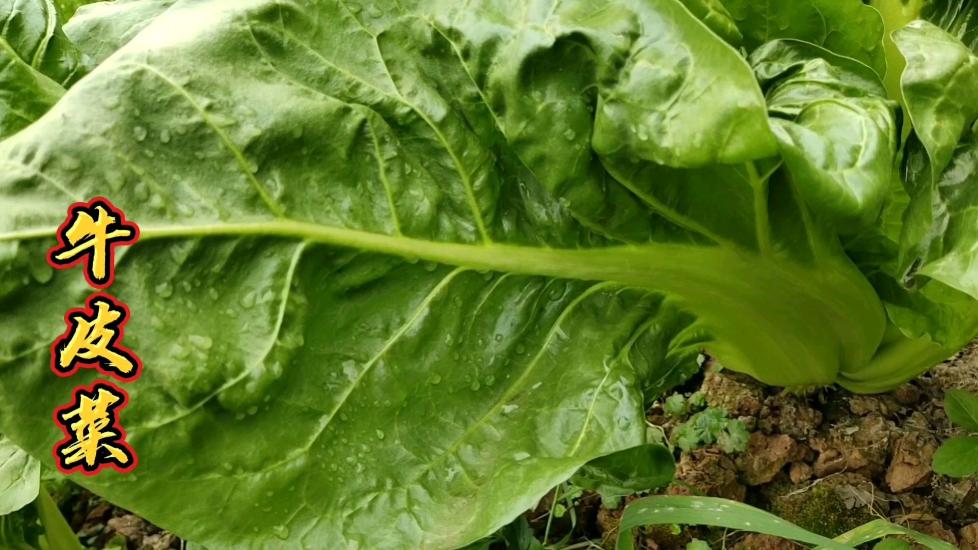 牛皮菜这样做开胃又下饭,搭配胡豆上锅一炒,鲜香解腻比肉还好吃