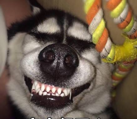 二哈的表情包来袭,都能承包你明天的笑点