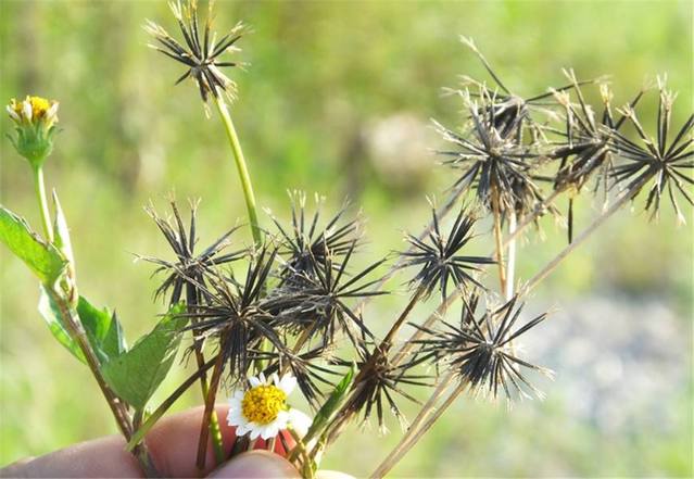 乡下常见的"鬼针草",不讨人喜欢,殊不知,价值很高是宝草