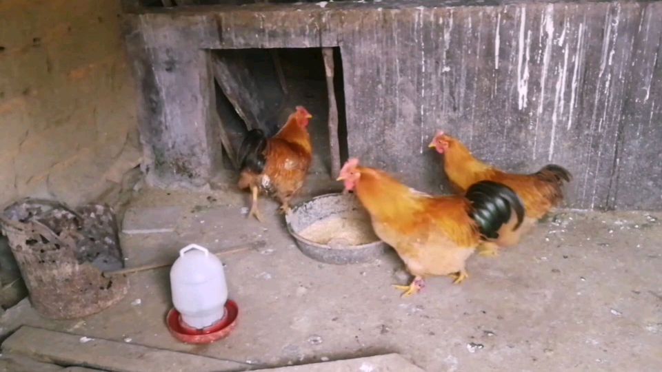 鸡拉白屎怎么办,吃什么好