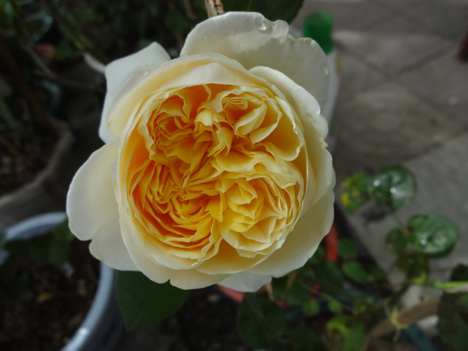 朱丽叶 - 热门商品专区