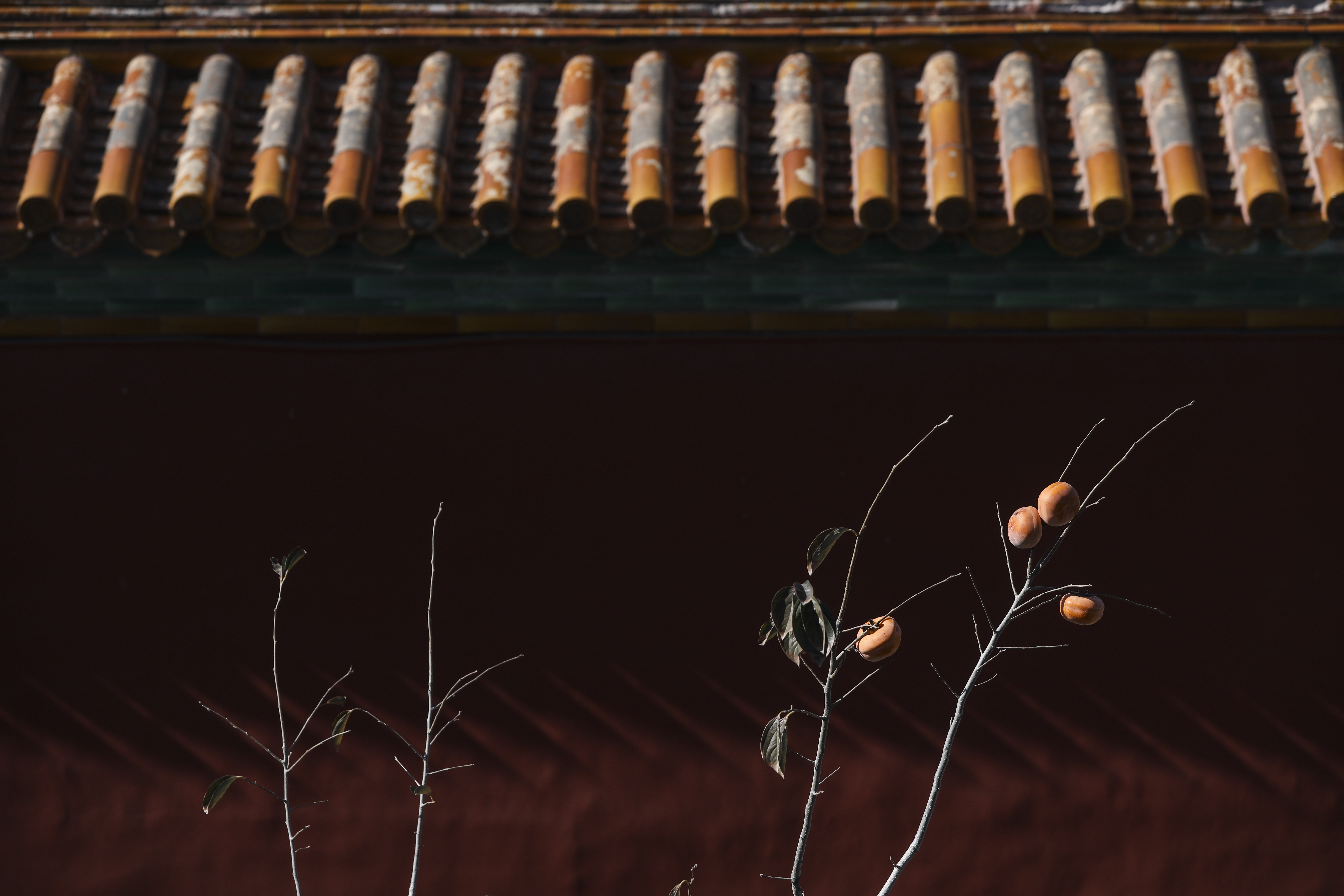 红墙前的柿子树. 新京报记者 浦峰 摄