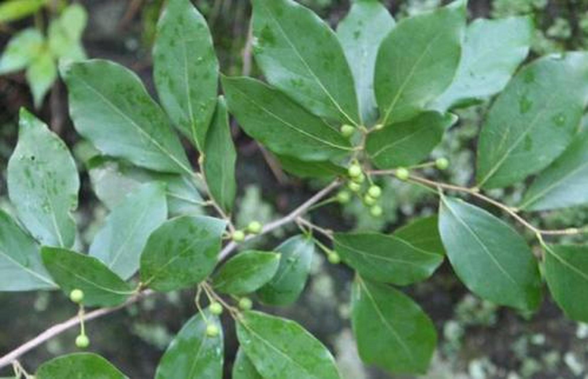 科普知识竞赛#见风消,中药名.为樟科植物狭叶山胡椒的根或枝叶