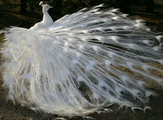 心理测试:你认为哪只孔雀开屏最美丽?测你如何能征服优质男?