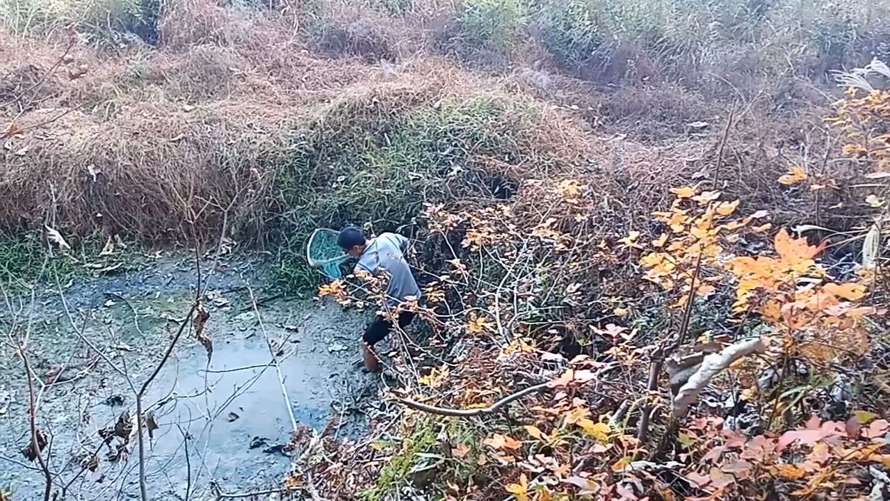 快干涸的水泡子,没想到还有一条鱼蹦哒,再不救它就得渴死了