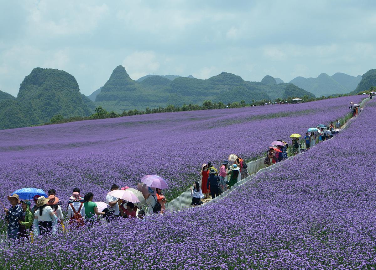 桂林花海仙境,南方春天童话世界,走进花海尽情畅想美好