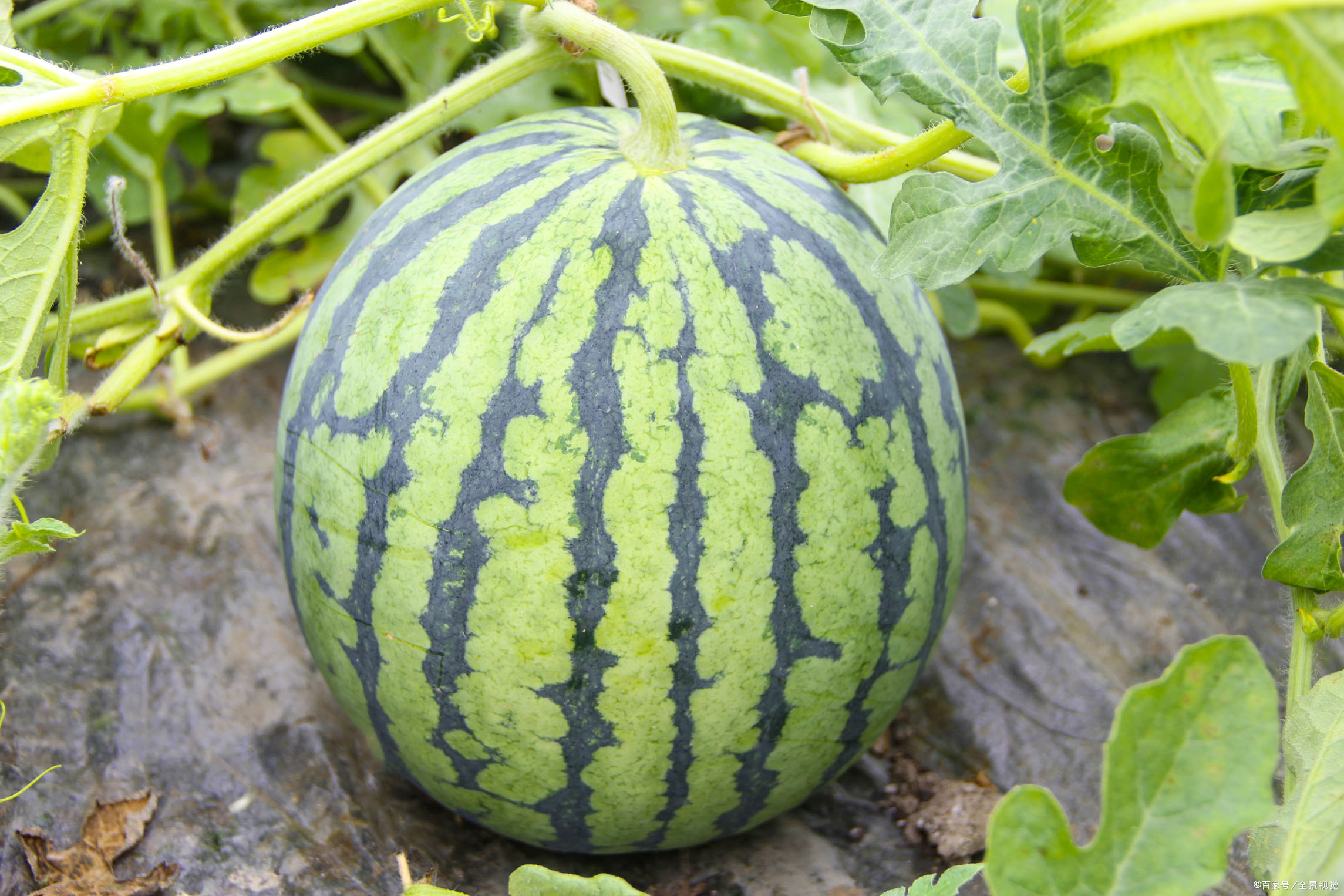 「碧蔓凌霜卧软沙,年来处处食西瓜」降温去暑,九首西瓜诗词欣赏