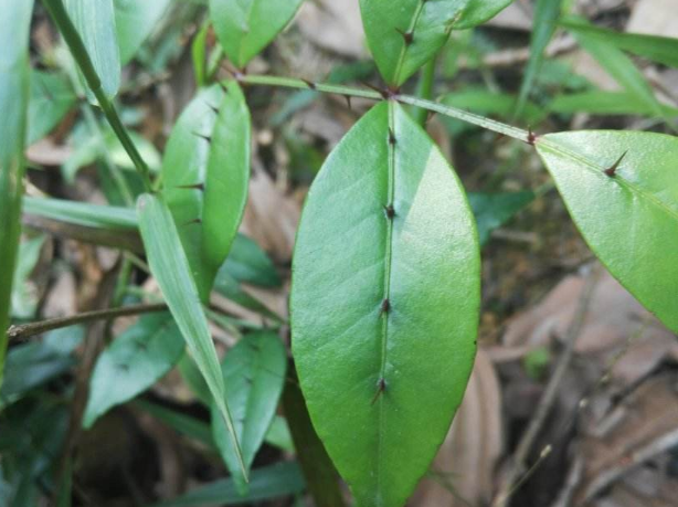 两面针是常见的一种中药材,服用两面针小心中毒,来看看解毒方法