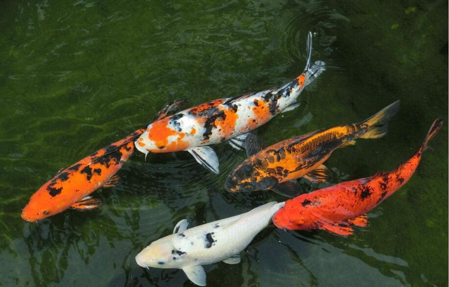 锦鲤要怎么选才能选出真锦鲤呢?