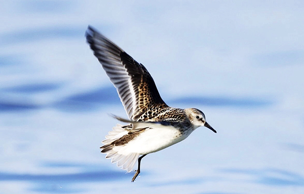 青海湖又迎新客——小滨鹬