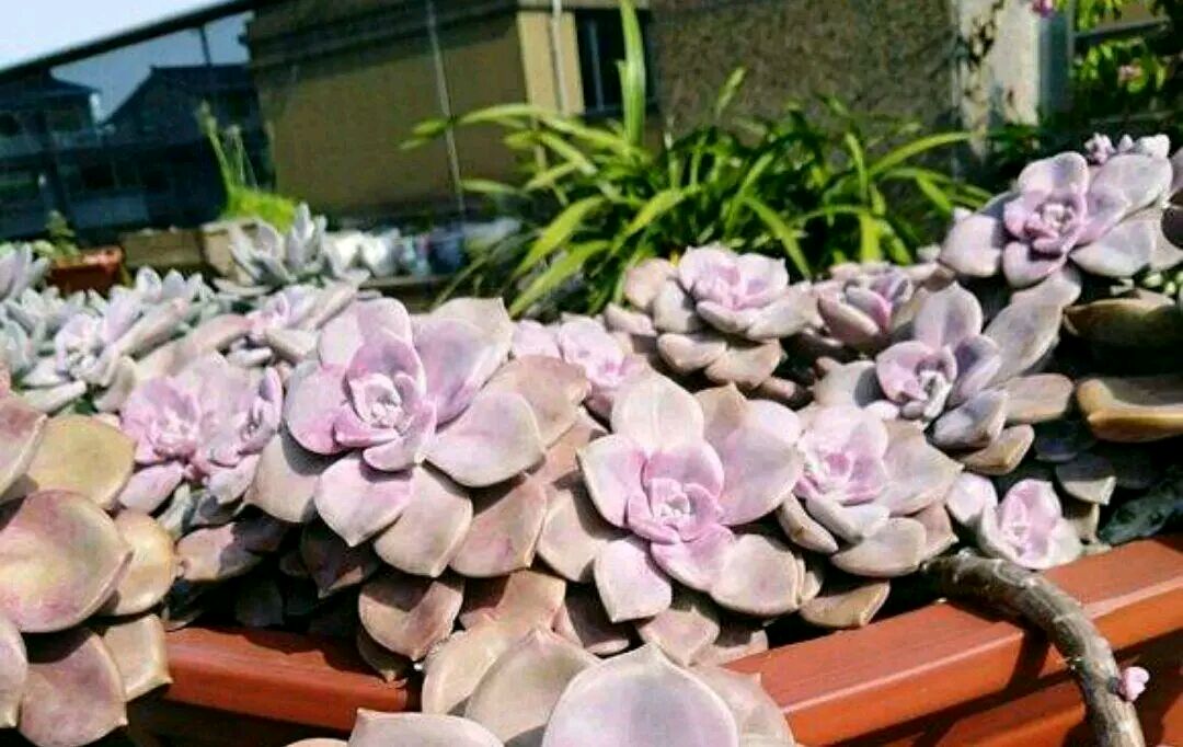 多肉紫乐不长分枝,到底砍头好还是摘心更好?