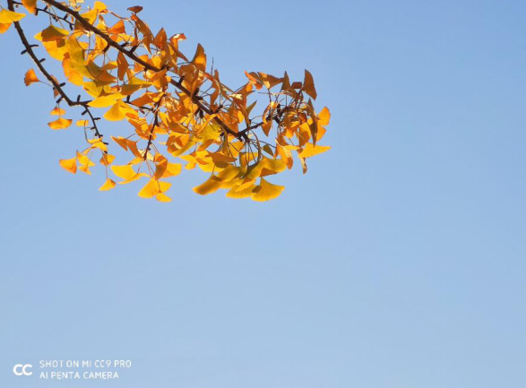 「集微拆评」小米cc9 pro评测:一亿像素,全能五摄实力不凡