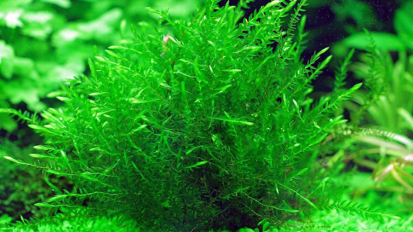 原来这些鱼缸水草不用灯光和二氧化碳,照样可以生存得非常好!