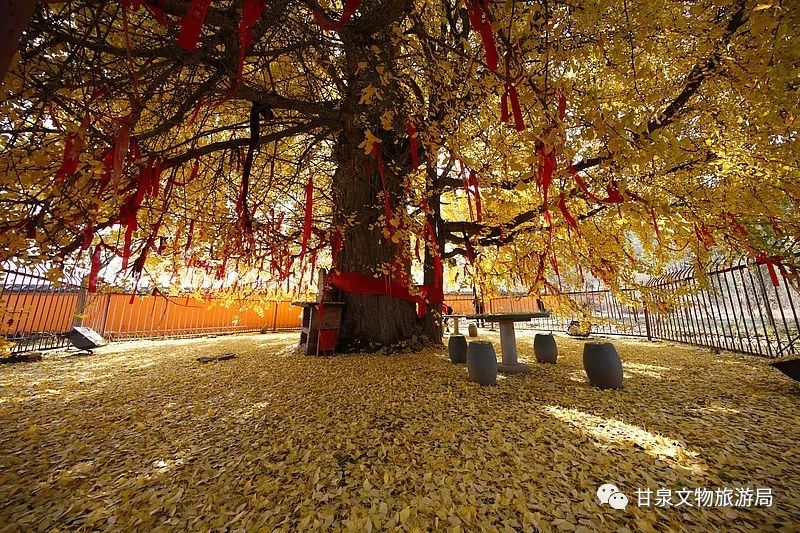 千年古剎白鹿寺之銀杏樹