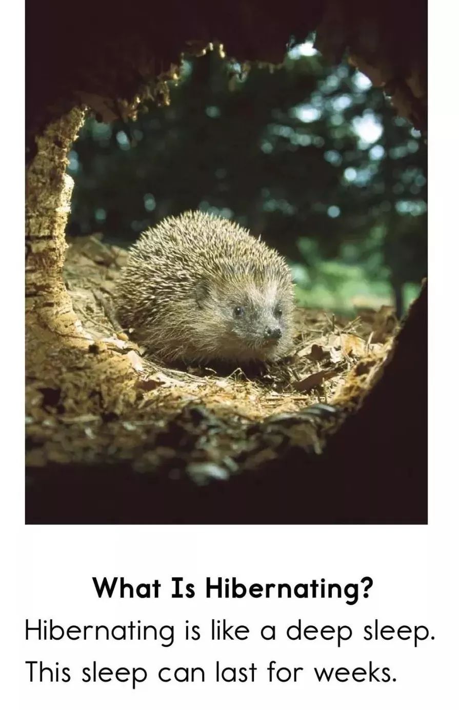 睡前故事 | hibernation 冬眠
