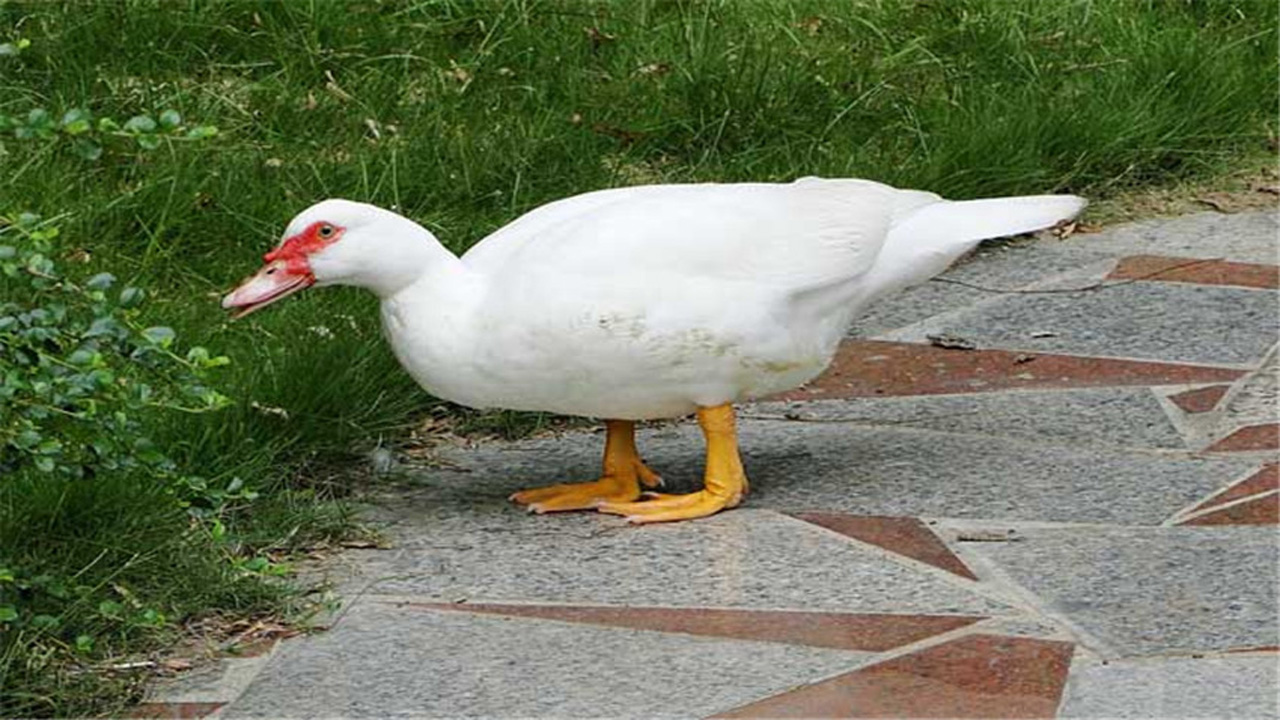 养殖建昌鸭要注意什么,怎么样来选址建鸭舍,在养殖期间如何管理