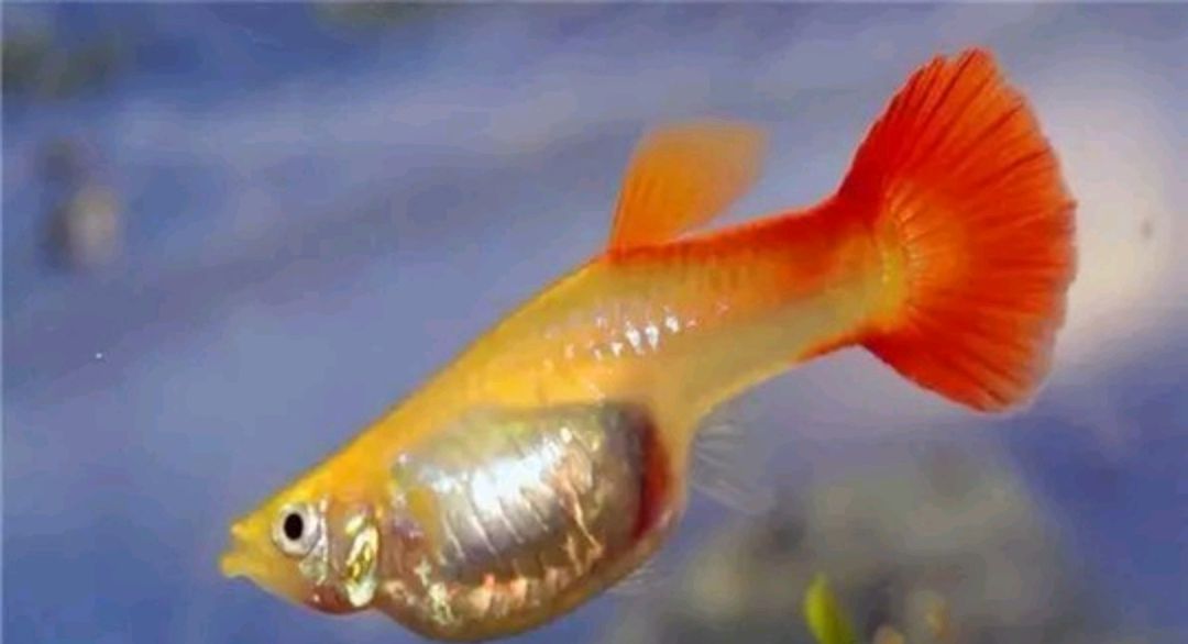 孔雀鱼～卵胎生热带鱼的繁殖