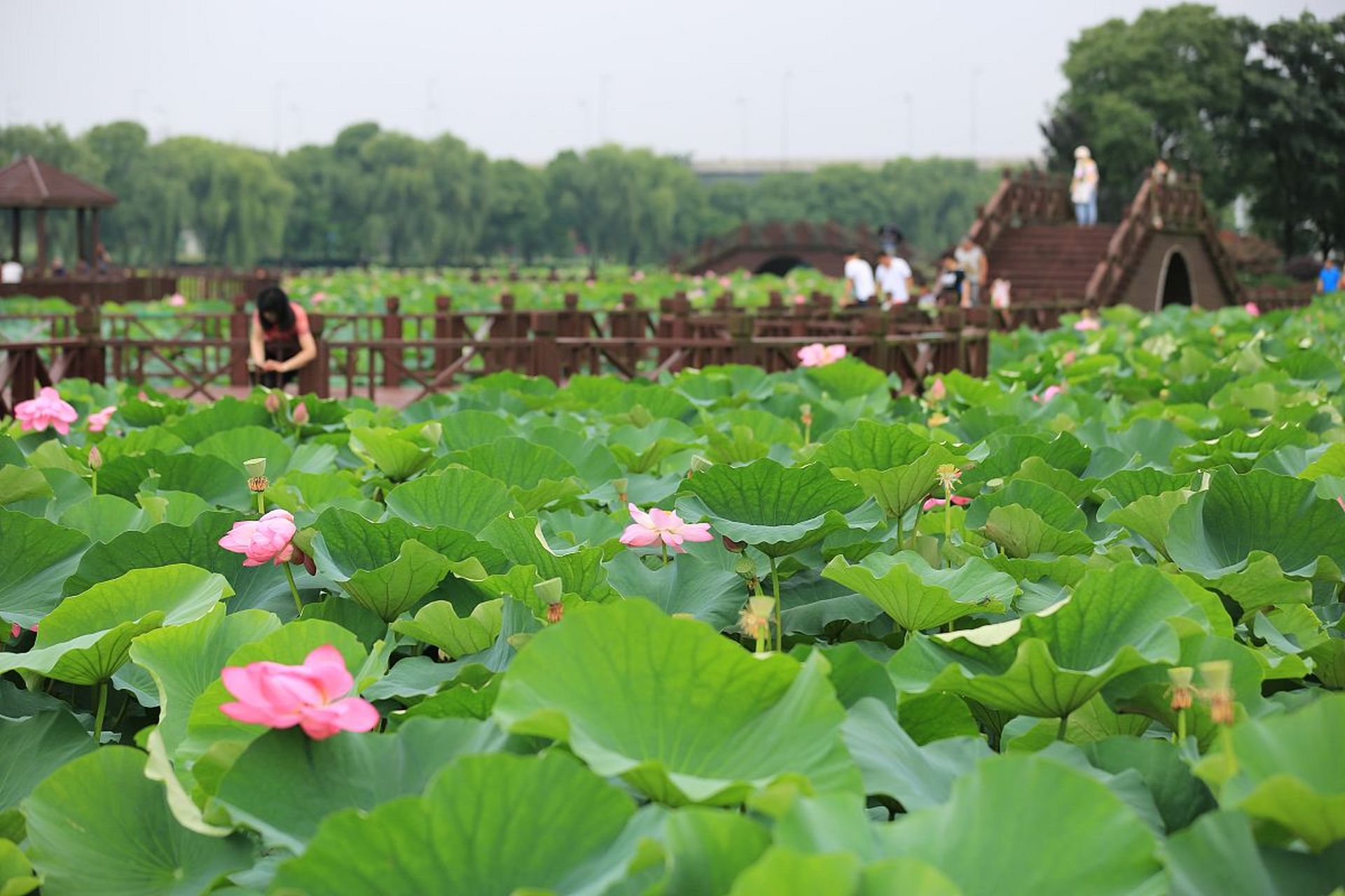 扬州荷花池公园:夏日荷花的盛宴  94 夏日炎炎,每当提到扬州荷花池
